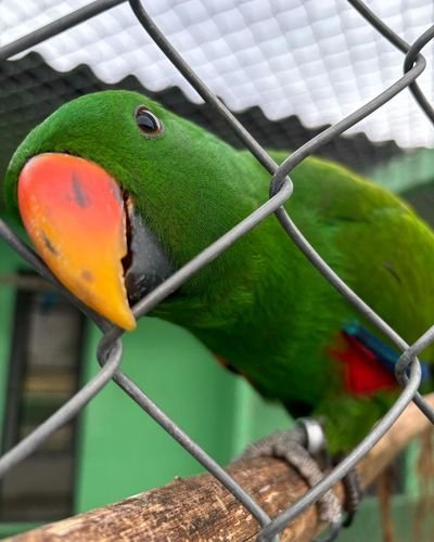 Papagaio-eclectus (Eclectus roratus) macho, de plumagem verde