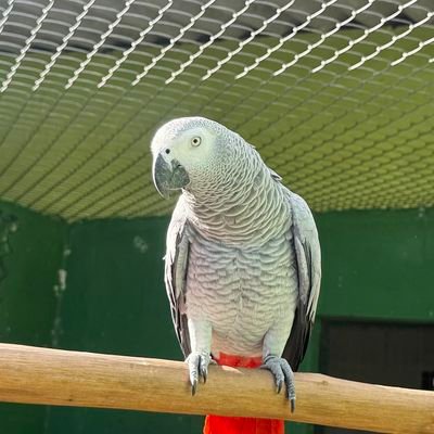 Papagaio-do-congo (Psittacus erithacus) empoleirado