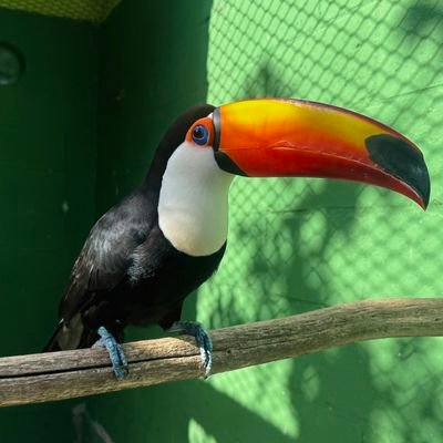 Tucano-toco (Ramphastos toco) empoleirado, com o grande bico alaranjado em destaque