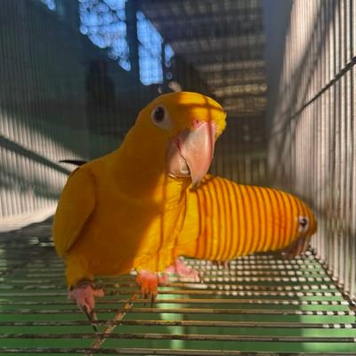 Ararajuba (Guaruba guarouba) jovem, de plumagem dourada