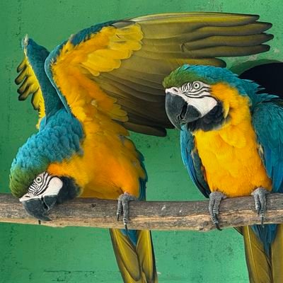 Casal de araras-canindé (Ara ararauna) empoleiradas lado a lado