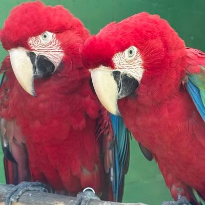 Casal de araras-vermelhas (Ara chloropterus) empoleiradas