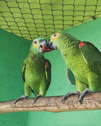 Dois papagaios-verdadeiros (Amazona aestiva) interagindo em um poleiro