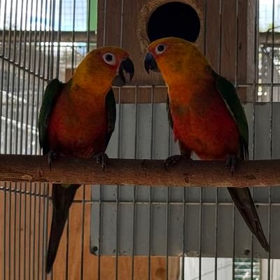 Duas jandaias-verdadeiras (Aratinga jandaya) empoleiradas