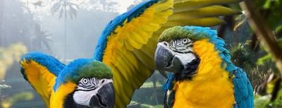 Casal de araras-canindé empoleiradas, representando as aves criadas sob cuidados humanos e documentação legal